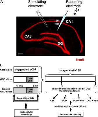 The Selective Antagonism of Adenosine A2B Receptors Reduces the Synaptic Failure and Neuronal Death Induced by Oxygen and Glucose Deprivation in Rat CA1 Hippocampus in Vitro